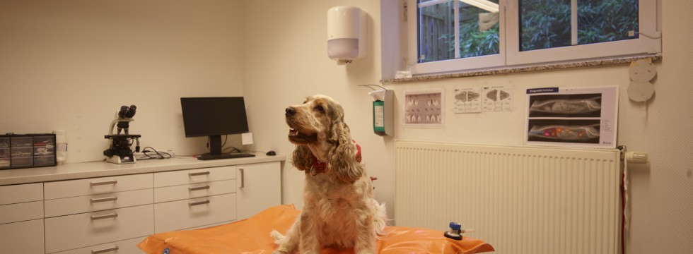 Dr. Busch Kleinmachnow » OPAngebot